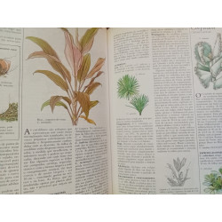 O grande livro das plantas de interior