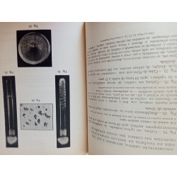 A Banana - Dr. Vicente Henriques de Gouveia